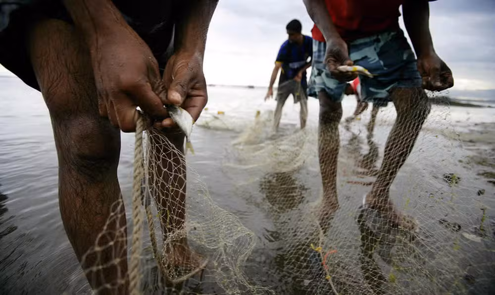 pescadores retiram peixes de rede de pesca credito brent stirton getty images.jpg 1 Página Press
